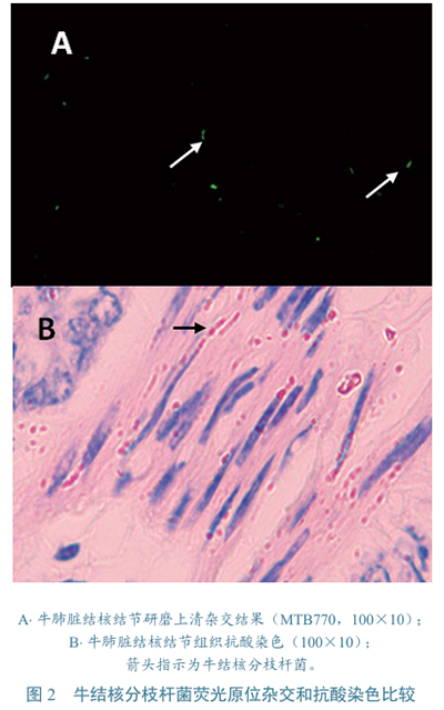 牛結(jié)核分枝桿菌檢測圖